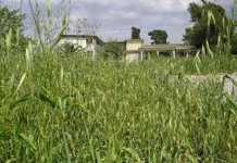 Υποχρέωση όλων ο καθαρισμός των οικοπέδων από τα χορτάρια Υποχρέωση όλων ο καθαρισμός των οικοπέδων από τα χορτάρια