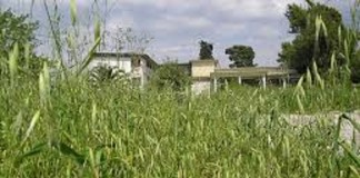 Υποχρέωση όλων ο καθαρισμός των οικοπέδων από τα χορτάρια