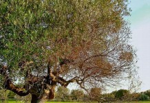 Οδηγίες αποφυγής εισαγωγής του βακτηρίου Xyllela fastidiosa