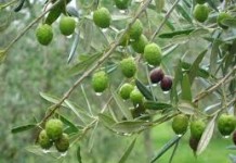 Ανακοίνωση για πρόσληψη παγιδοθετών και εργατών αποθήκης για την δακοκτονία έτους 2022