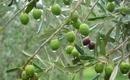 Πρόσκληση και ανακοίνωση από Π.Ε. Λακωνίας για διαπραγμάτευση έργου δακοκτονίας ελαιώνων