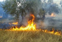 Αποζημίωση ζημιών στη γεωργία από την πυρκαγιά της 17ης Ιουλίου 2015 στη Δ.Ε. Βοιών Αποζημίωση ζημιών στη γεωργία από την πυρκαγιά της 17ης Ιουλίου 2015 στη Δ.Ε. Βοιών
