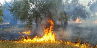 Ενημέρωση για τις αποζημιώσεις στη γεωργία από την πυρκαγιά της 17ης Ιουλίου 2015
