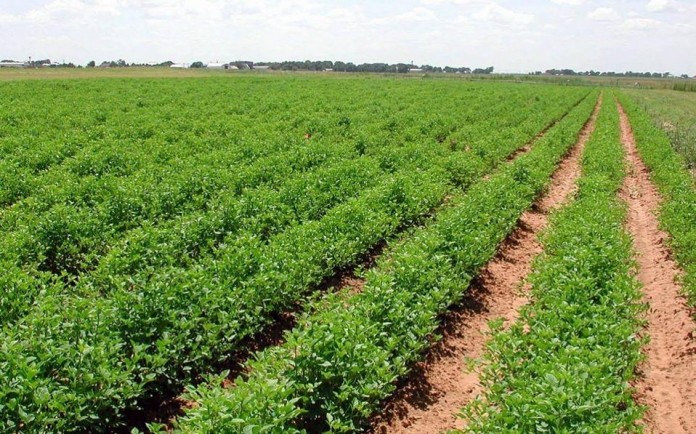 agrotika2 agrotika2