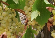 Πρόγραμμα Αναδιάρθρωσης και Μετατροπής Αμπελώνων περιόδου 2017-2018 Πρόγραμμα Αναδιάρθρωσης και Μετατροπής Αμπελώνων περιόδου 2017-2018