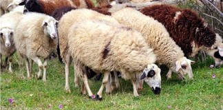 Καταστάσεις πληρωμών – απορρίψεων Βιολογικής Κτηνοτροφίας έτους 2013