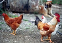 Γρίπη των πτηνών: απαραίτητα μέτρα για τους εκτροφείς πουλερικών Γρίπη των πτηνών: απαραίτητα μέτρα για τους εκτροφείς πουλερικών
