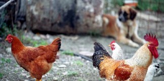 Ενημέρωση σχετικά με την γρίπη των πτηνών