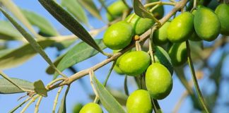 Ενημέρωση του ελαιοκομικού μητρώου (διαδικασία εγγραφής ή τροποποίησης)