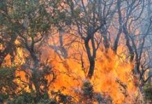 Υποχρέωση όλων ο καθαρισμός της βλάστησης των οικοπεδικών και ακάλυπτων χώρων Υποχρέωση όλων ο καθαρισμός της βλάστησης των οικοπεδικών και ακάλυπτων χώρων