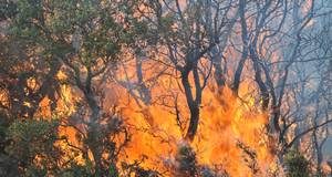 Υποχρέωση όλων ο καθαρισμός της βλάστησης των οικοπεδικών και ακάλυπτων χώρων