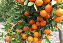 Δελτίο γεωργικών προειδοποιήσεων για την καλλιέργεια των εσπεριδοειδών Δελτίο γεωργικών προειδοποιήσεων για την καλλιέργεια των εσπεριδοειδών
