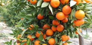 Δελτίο γεωργικών προειδοποιήσεων για την καλλιέργεια των εσπεριδοειδών
