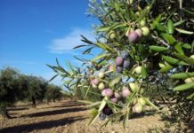 Διακήρυξη δημοπρασίας για το έργο της δακοκτονίας ελαιώνων έτους 2019 Διακήρυξη δημοπρασίας για το έργο της δακοκτονίας ελαιώνων έτους 2019