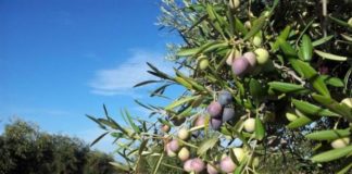 Διακήρυξη δημοπρασίας για το έργο της δακοκτονίας ελαιώνων έτους 2019