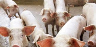 Ενημέρωση για υγειονομικά μέτρα για τον έλεγχο της Αφρικανικής Πανώλης των Χοίρων