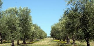 Ενημέρωση παραγωγών για τις ζημιές στη φυτική παραγωγή από δυσμενή καιρικά φαινόμενα