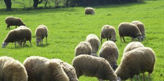 Πρόσκληση σε ενημέρωση για την ευλογιά των αιγοπροβάτων