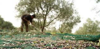 Εργάτες γης – Κορωνοϊός / Ανακοίνωση Δημάρχου