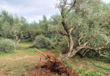 Ενημέρωση για καταστροφές από τοπικό ανεμοστρόβιλο