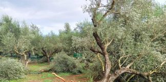 Ενημέρωση για καταστροφές από τοπικό ανεμοστρόβιλο