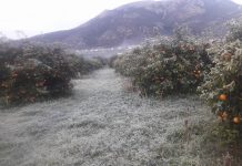 Μέχρι 29 Μαρτίου οι δηλώσεις ζημιάς για τα πορτοκάλια Βαλέντσια