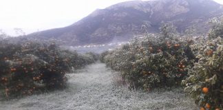 Μέχρι 29 Μαρτίου οι δηλώσεις ζημιάς για τα πορτοκάλια Βαλέντσια