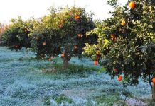 Επιστολή Δημάρχου για την προκαταβολή στα πληγέντα εσπεριδοειδή
