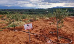 Άρδευση καλλιεργειών με το νερό από τον βιολογικό των Μολάων