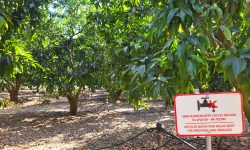 Άρδευση καλλιεργειών με το νερό από τον βιολογικό των Μολάων
