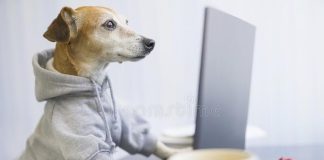 1. Επιχειρησιακό Πρόγραμμα Διαχείριση Αδέσποτων Ζώων Συντροφιάς