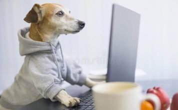 1. Επιχειρησιακό Πρόγραμμα Διαχείριση Αδέσποτων Ζώων Συντροφιάς Ζώα Συντροφιάς