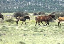 Υποχρεωτική σήμανση και καταχώριση όλων των Ιπποειδών Υποχρεωτική σήμανση και καταχώριση όλων των Ιπποειδών