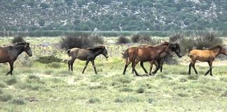 Υποχρεωτική σήμανση και καταχώριση όλων των Ιπποειδών