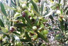 Ζημιές από Δάκο και Γλοιοσπόριο Ζημιές από Δάκο και Γλοιοσπόριο