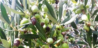 Ζημιές από Δάκο και Γλοιοσπόριο
