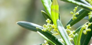 Ακαρπία σε Ελιές, Εσπεριδοειδή και Αμπέλια – επιστολή στον κ. Υπουργό