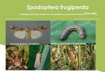 Ενημέρωση για το έντομο Spodoptera frugiperda Ενημέρωση για το έντομο Spodoptera frugiperda