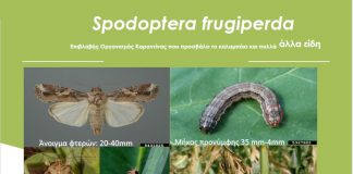 Ενημέρωση για το έντομο Spodoptera frugiperda