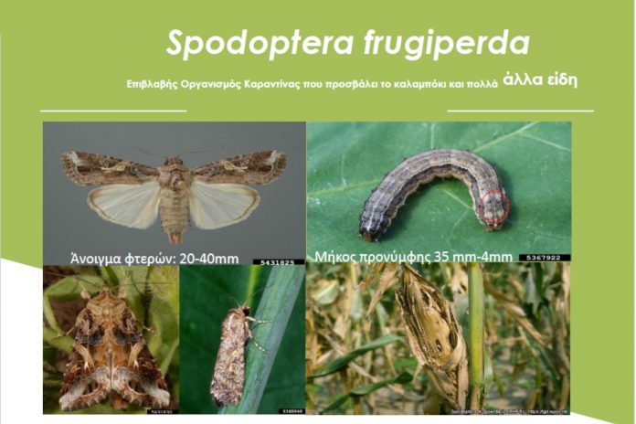 spodoptera-frugiperda spodoptera-frugiperda