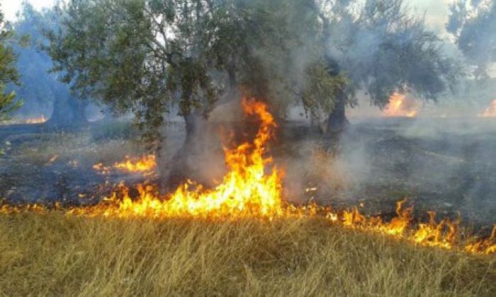 Ενημέρωση ζημιωθέντων παραγωγών από την πυρκαγιά στην κοιν. Παντάνασσας
