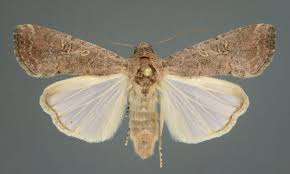 spodoptera frugiperda