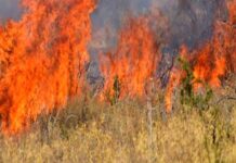 Υποβολή δηλώσεων για την πυρκαγιά της 20ής Ιουνίου 2024  στις δημοτικές Κοινότητες Μεταμόρφωσης και Συκέας