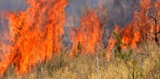 Υποβολή δηλώσεων για την πυρκαγιά της 20ής Ιουνίου 2024  στις δημοτικές Κοινότητες Μεταμόρφωσης και Συκέας