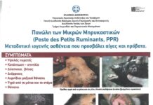 Ενημέρωση για την πανώλη των μικρών μηρυκαστικών