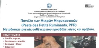 Ενημέρωση για την πανώλη των μικρών μηρυκαστικών