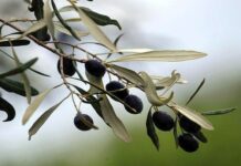 Επιστολές Δημάρχου προς Υπουργό ΥΠΑΑΤ και ΕΛΓΑ για τις ζημιές στα ελαιόδεντρα και την ελαιοπαραγωγή