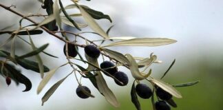 Επιστολές Δημάρχου προς Υπουργό ΥΠΑΑΤ και ΕΛΓΑ για τις ζημιές στα ελαιόδεντρα και την ελαιοπαραγωγή