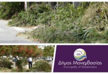Υποχρέωση καθαρισμού και κλάδευσης παρόδιας βλάστησης Υποχρέωση καθαρισμού και κλάδευσης παρόδιας βλάστησης