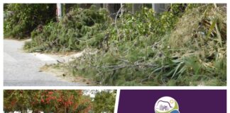 Υποχρέωση καθαρισμού και κλάδευσης παρόδιας βλάστησης
